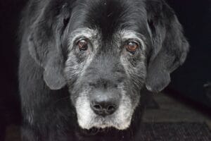 senior dog