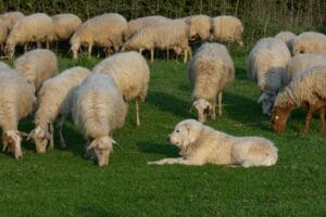 sheepdog