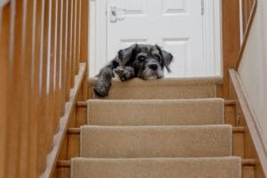 Dog on the stairs