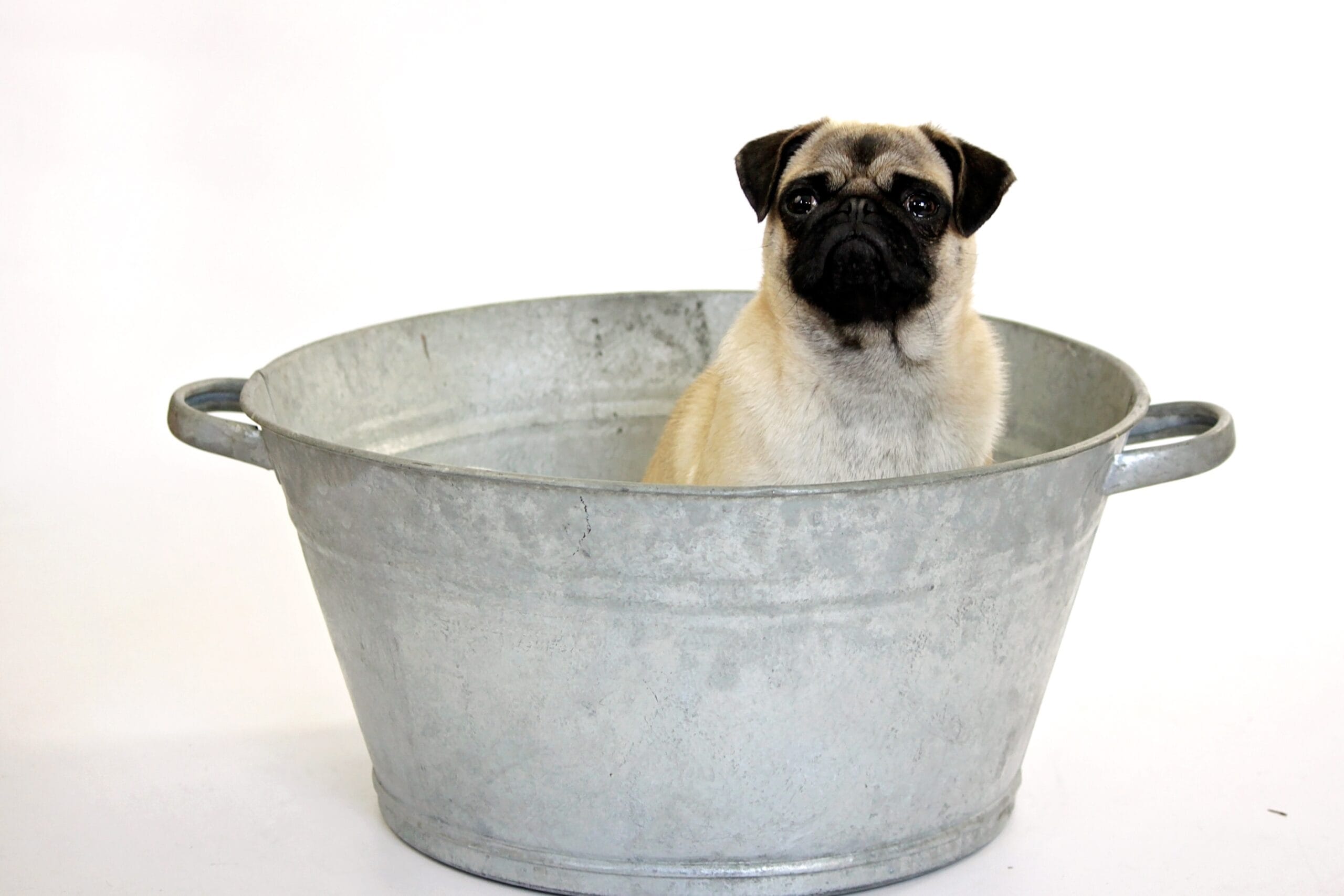Pug in a bucket