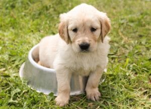 Puppy in a food bowl