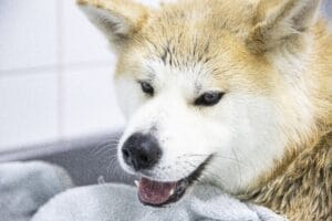 Soaked Shiba