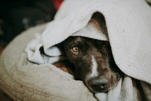 dog in towel