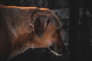 A dog with its head bowed