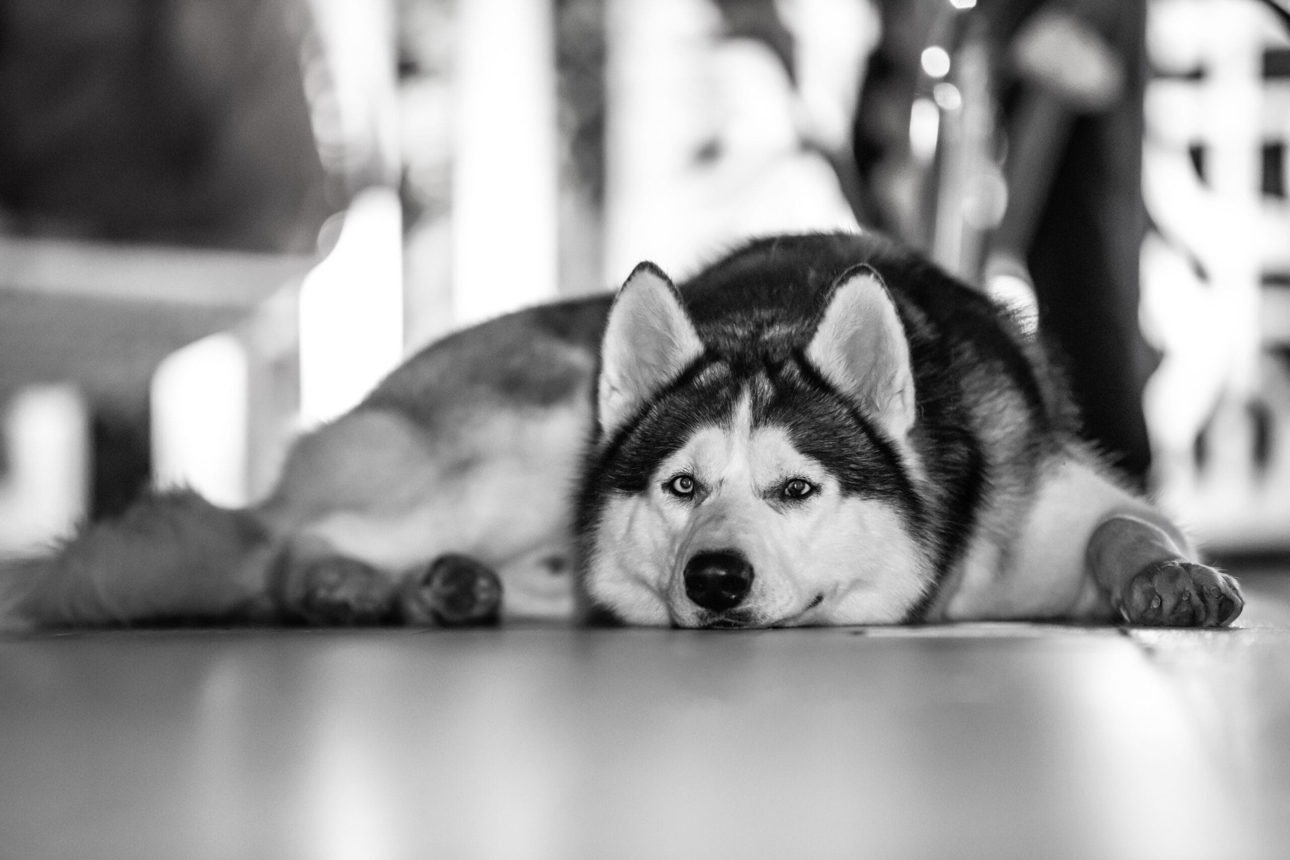 A reclining old dog