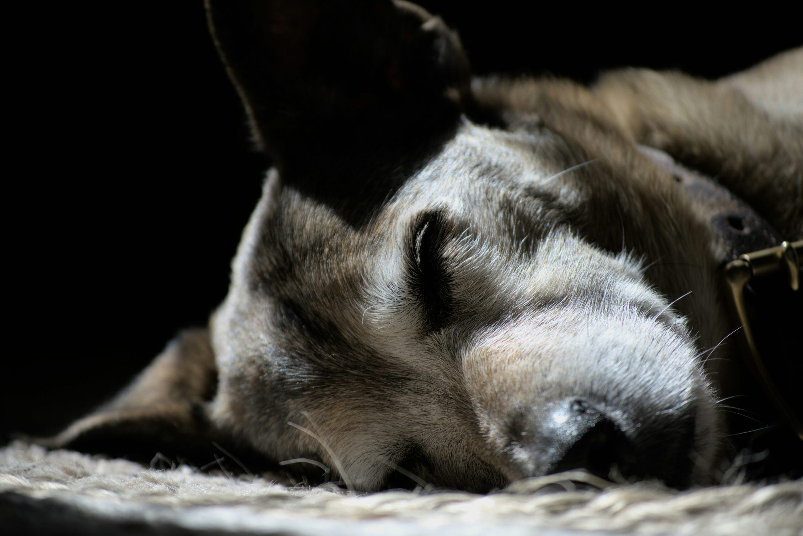 An old dog sleeping