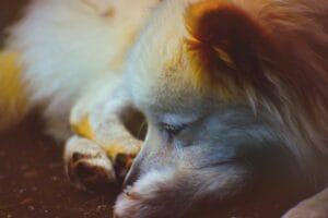 An old dog sleeping