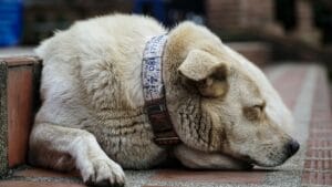 An old dog sleeping2