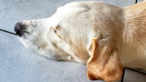 An old dog sleeping3