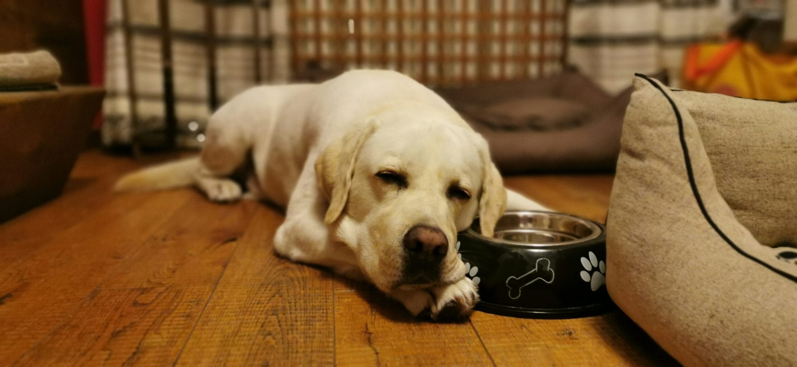 Diet for dogs with kidney disease