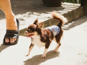 Dog diapers