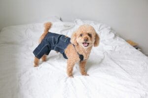 Dog diapers2