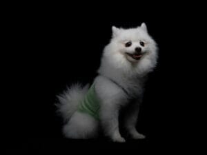 Dog diapers3