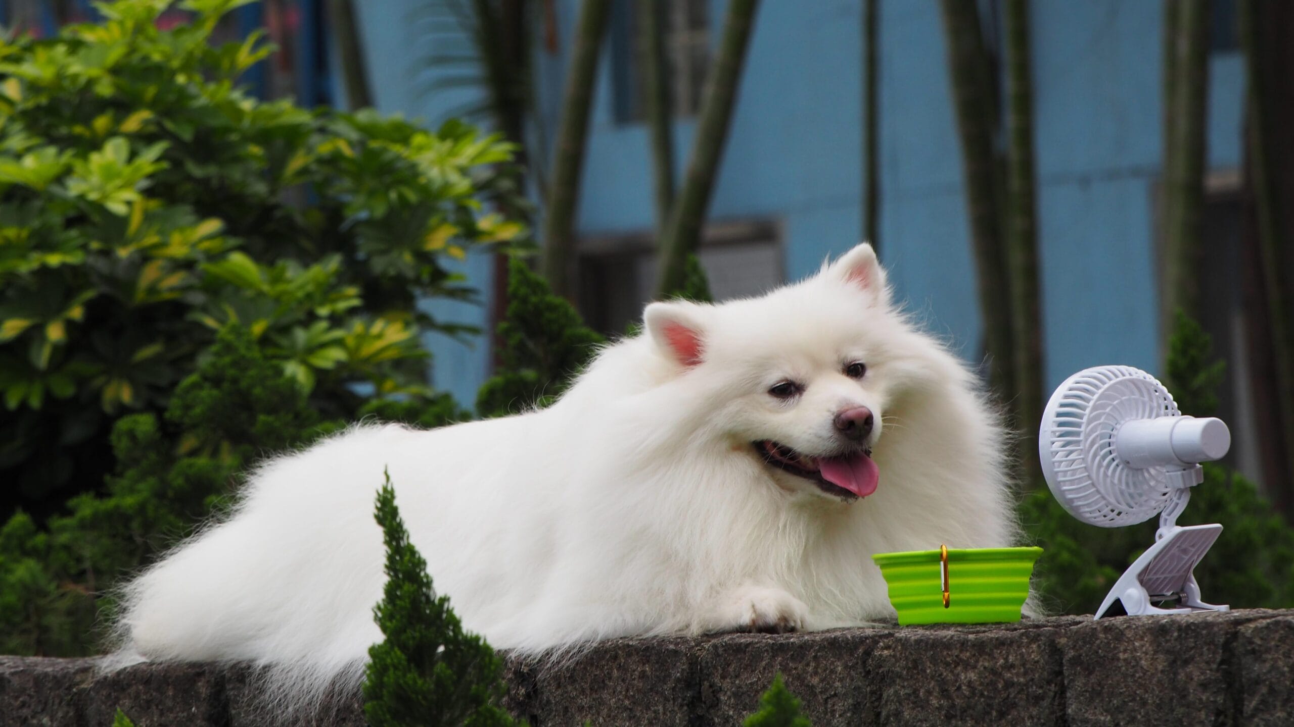 Dogs that get hot1