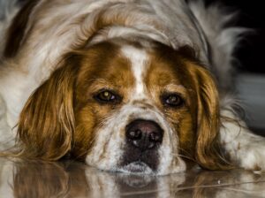 Dogs that get hot2