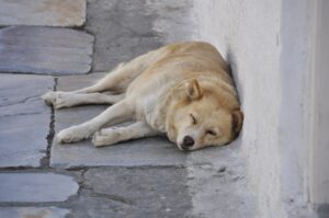 Dogs that get hot3
