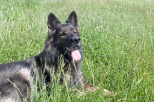 Dogs that get hot4
