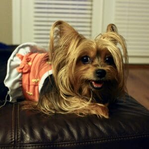 Dogs that wear diapers1