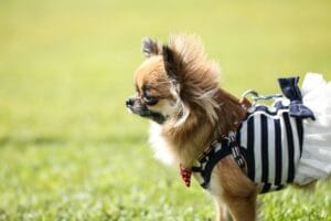 Dogs that wear diapers2
