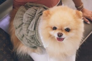 Dogs that wear diapers3