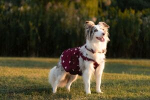 Dogs that wear diapers4