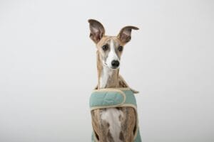 Dogs that wear diapers5