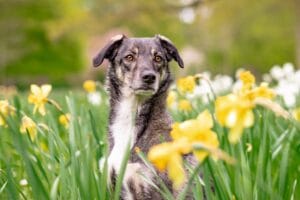 Energetic old dog