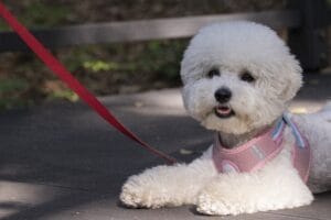 Walkies