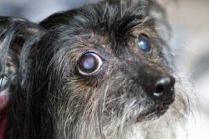 bedridden dog2