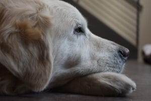 bedridden dog3
