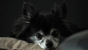 bedridden dog4