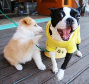 dog cafe