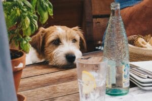 dog cafe2
