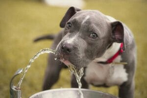 dog drinking water1