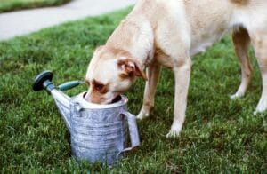 dog drinking water2