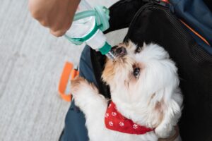 dog drinking water3