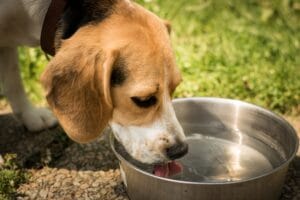 dog drinking water3