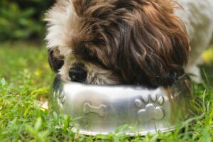dog drinking water4