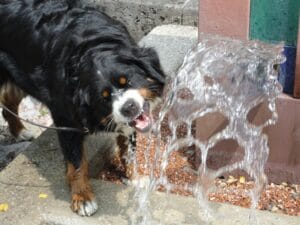 dog drinking water4
