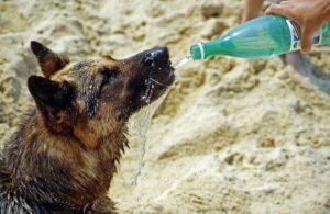 dog drinking water5