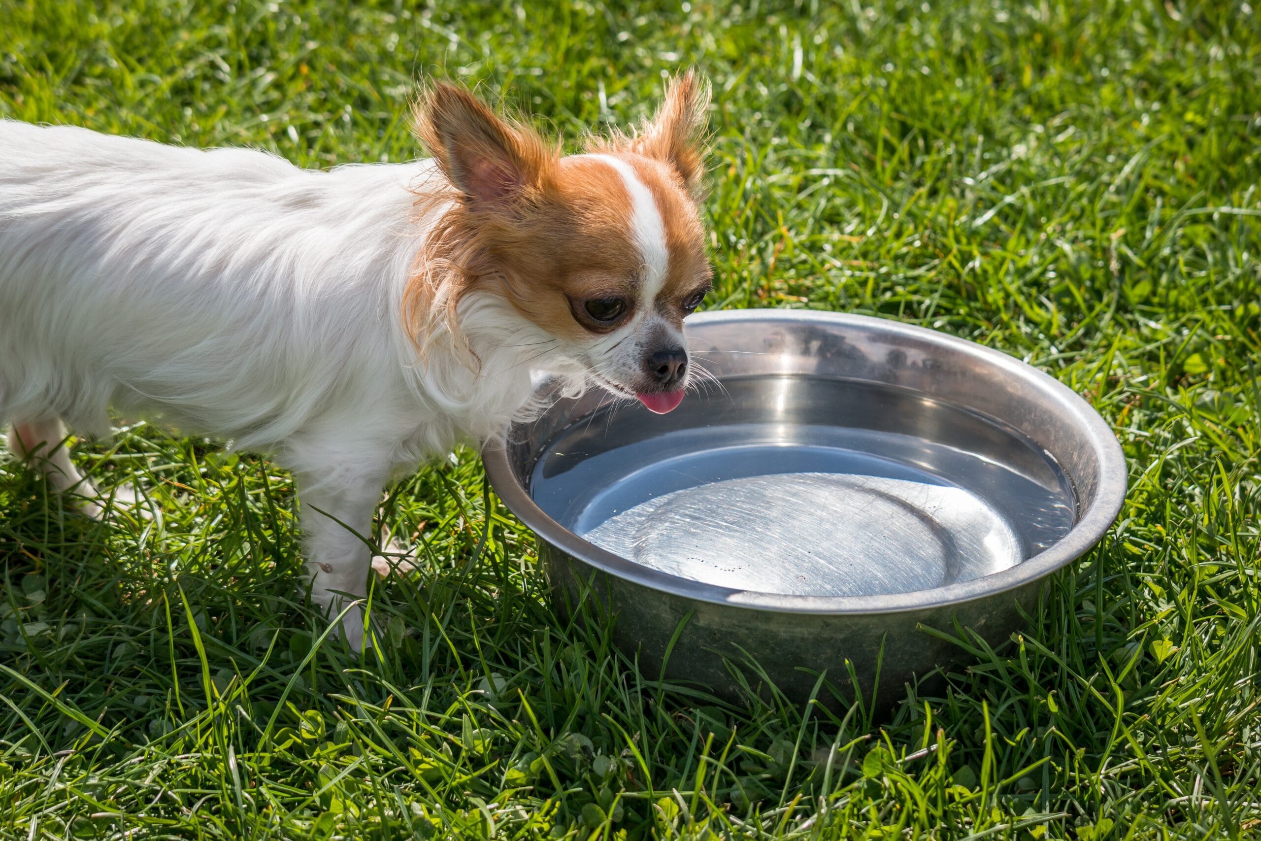 dog drinking water5
