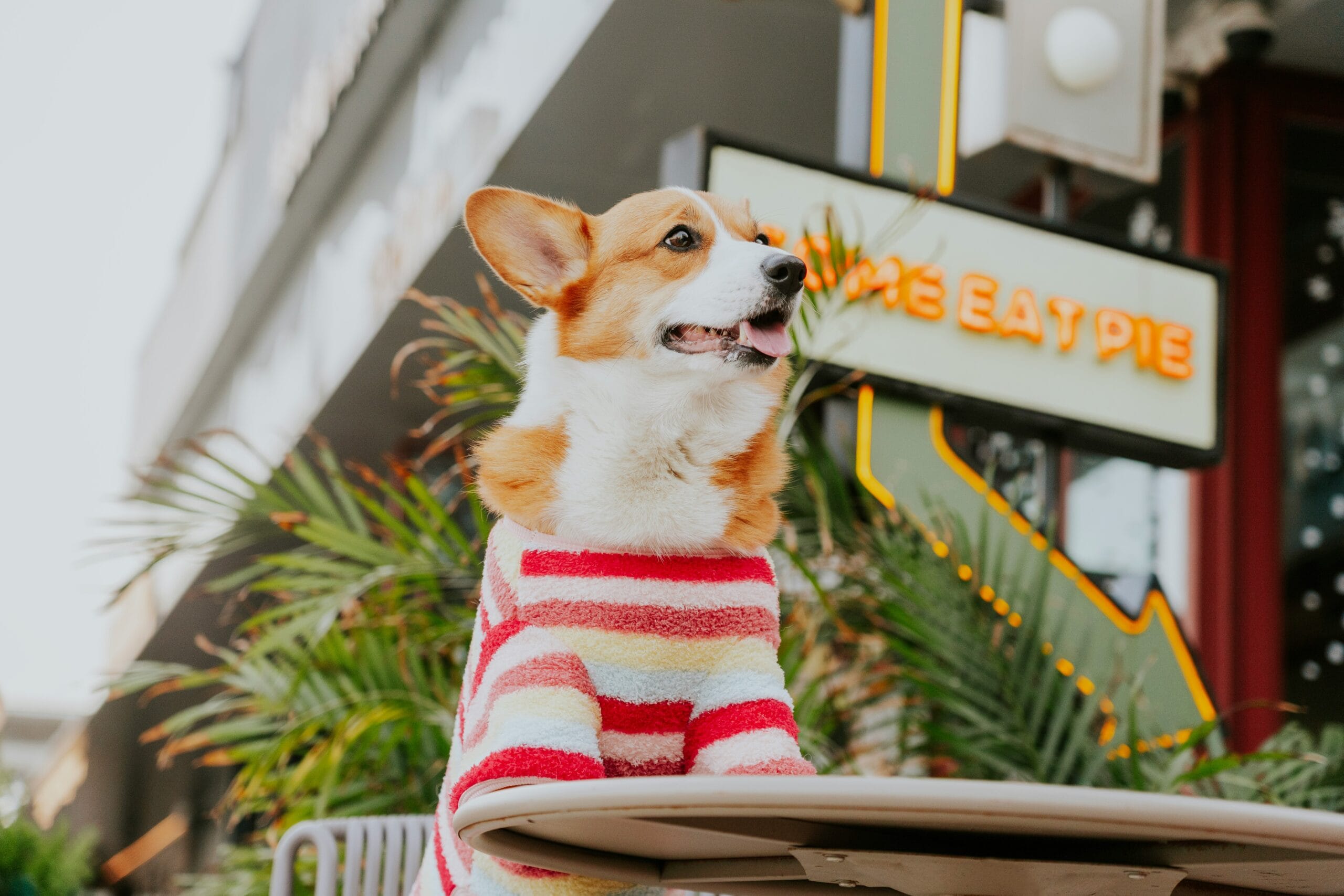 dog in cafe