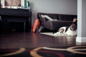 dog in the room.