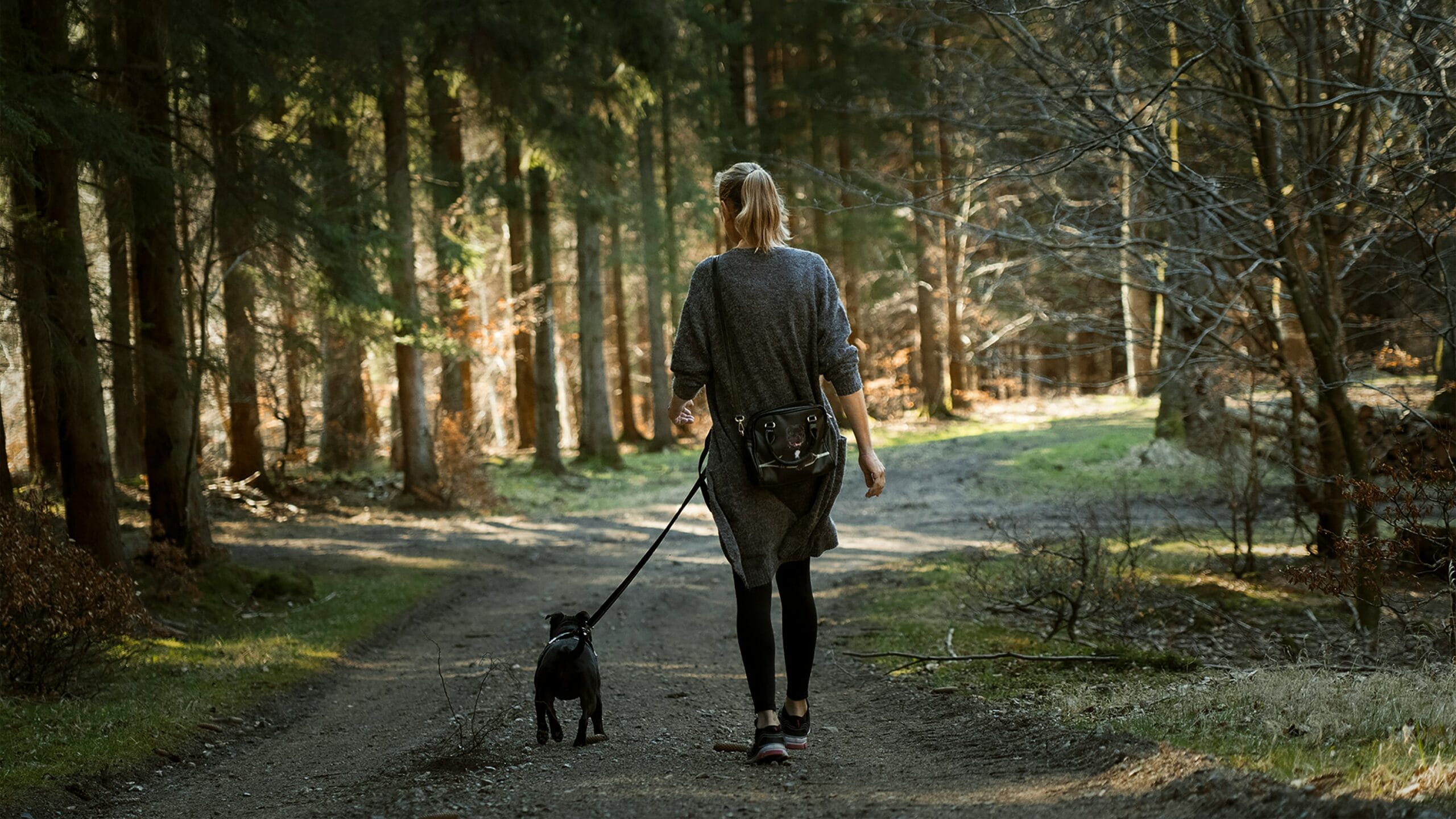 dog summer walk1