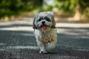 dog summer walk2