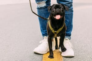 dog summer walk3