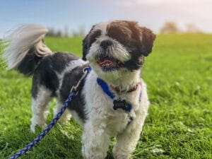 dog summer walk4