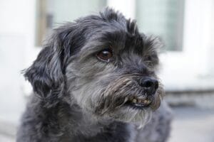 dog teeth1