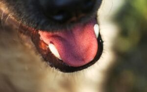 dog teeth2