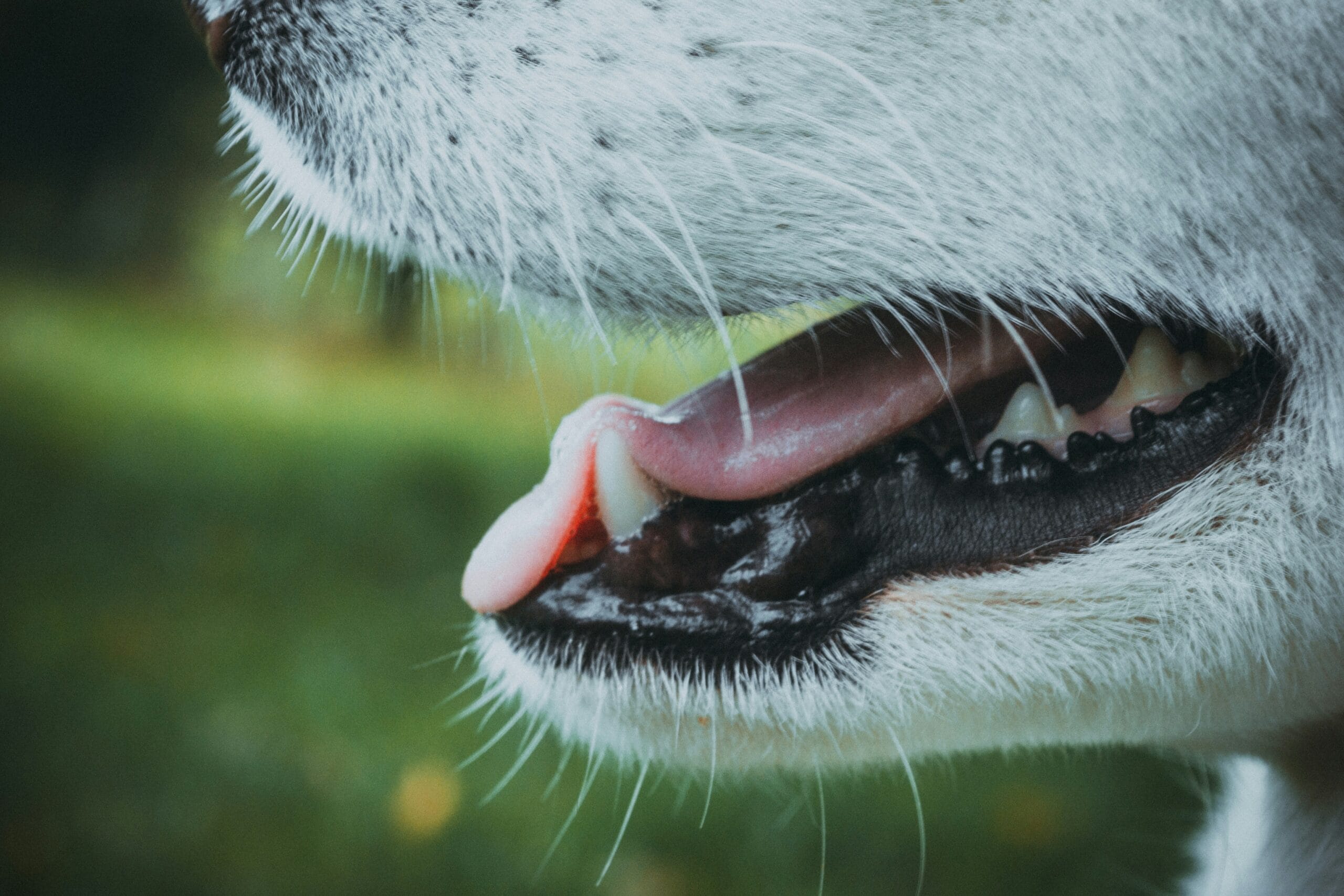 dog teeth3